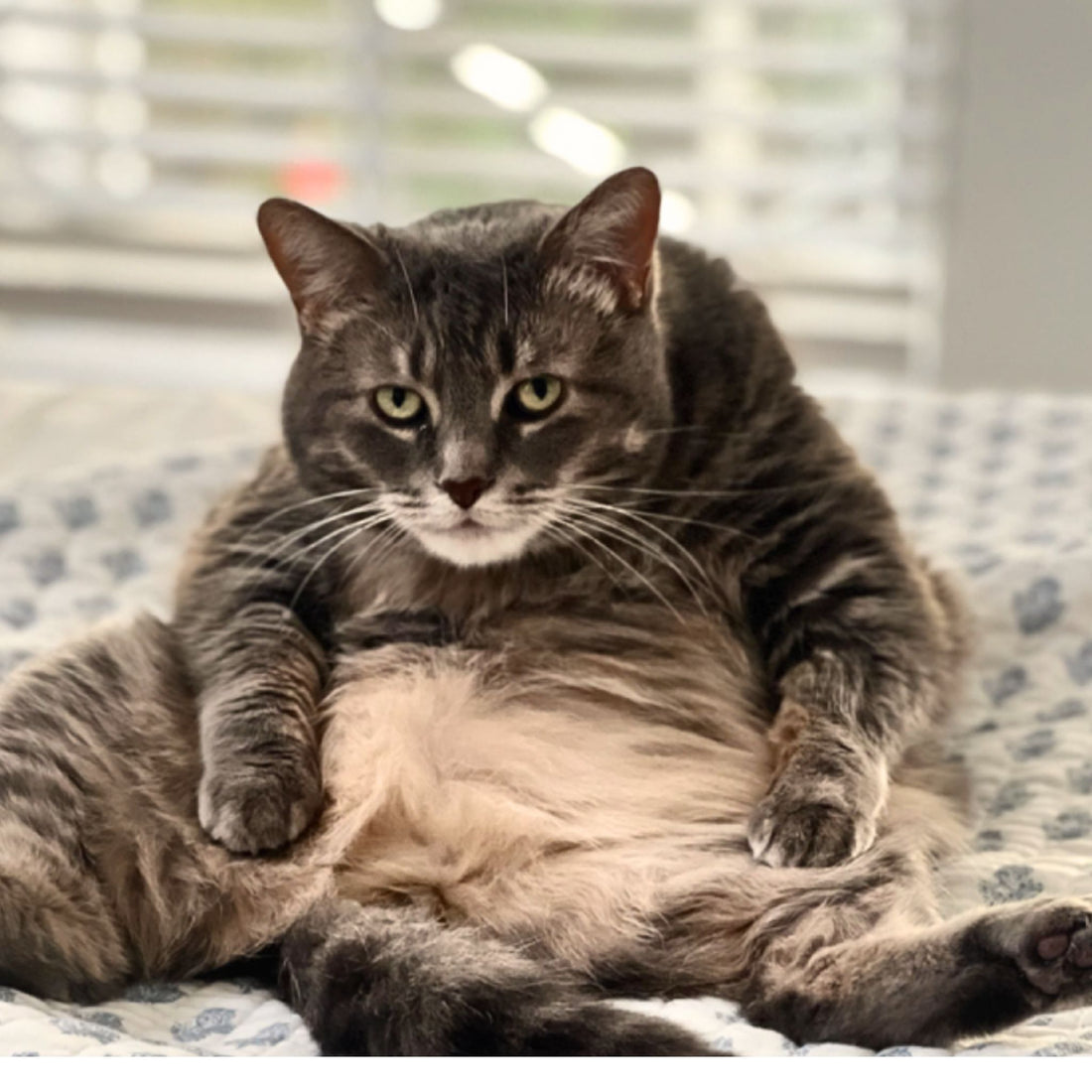 Discover the Incredible Benefits of Having a Pet for Your Family's Well-Being! - Rallis Olive Oil USA