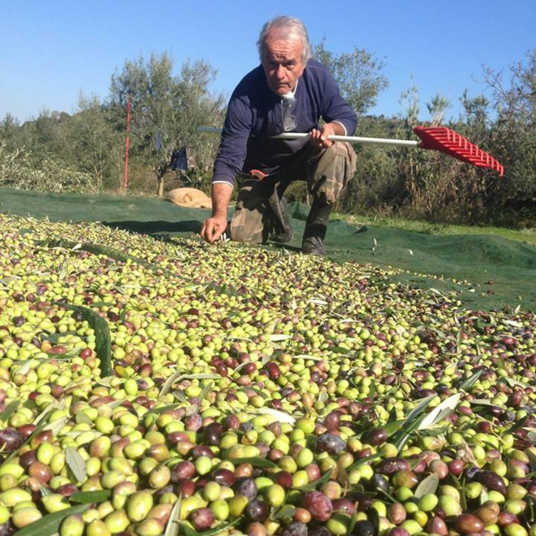 Nick Rallis, Theo Rallis, Rallis Olive Oil