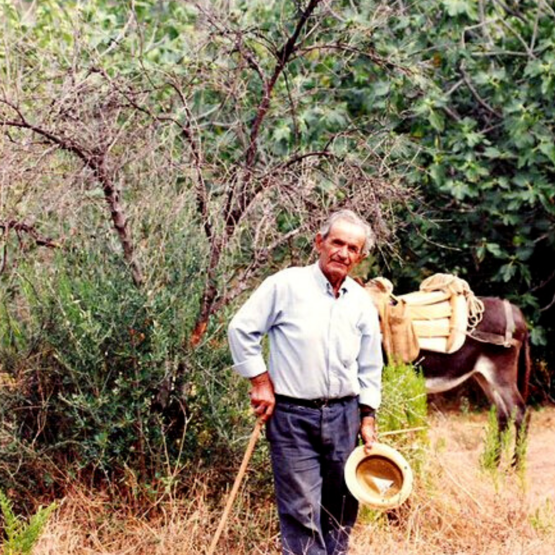 Theodoros Rallis, Theo Rallis, Rallis, Rallis Olive Oil
