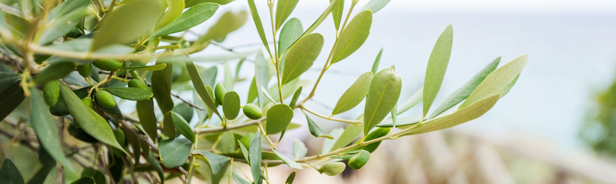 Ice Pressed Olive Oil Difference