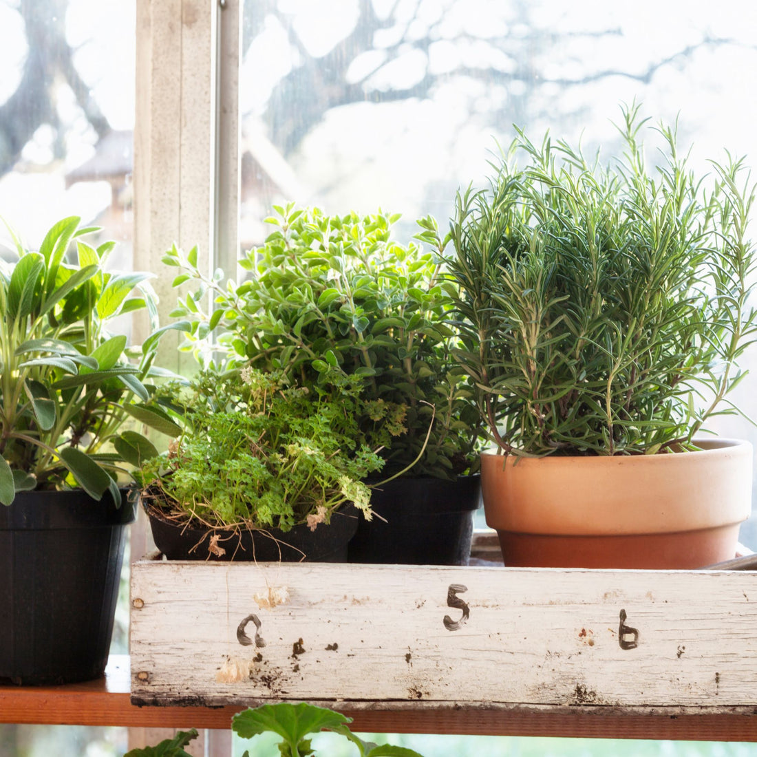 Indoor Gardening in the Winter