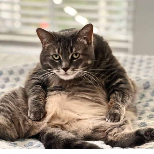 Discover the Incredible Benefits of Having a Pet for Your Family's Well-Being! - Rallis Olive Oil USA