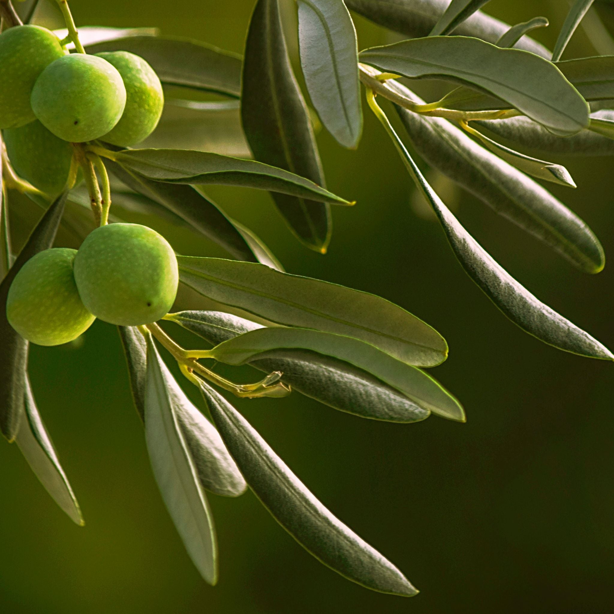 Healthy Olive Oil, How to Eat Olive Oil, Is Olive OIl Healthy